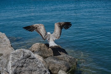 Naklejka premium Seagull on a stone cliff ready to take off.