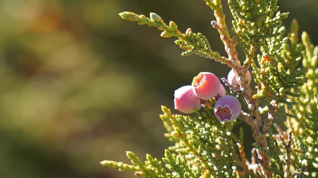 Close-up of vibrant berries on a lush green juniper branch in natural light.