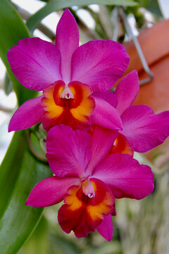 Bright Magenta and Red with Bright Yellow and Red Orchid Hybrid Rlc. Hawaiian Prominence 'America in bloom.