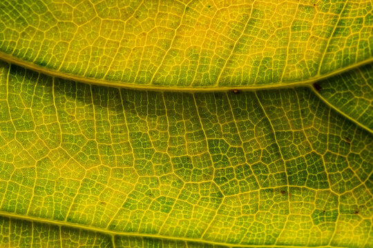 Macro of a leaf 