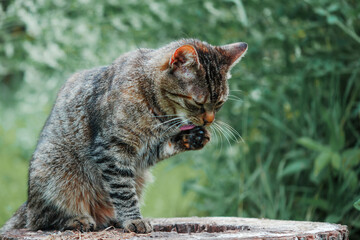 Obraz premium Calm tabby cat sits atop weathered tree stump. Soft green foliage frames the tranquil scene. Natural light highlights fur and mossy bark texture. Rural country side area.