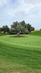 Fototapeta premium golf course in the morning