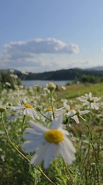 Wildflowers and daisies on alpine meadow with mountain and lake. Vertical summer landscape. Field flowers and grass growing on alpine meadow. Mountains and lake in background.