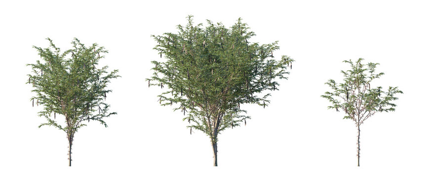 honey locust or gleditsia triacanthos (thorny locust, honey shuck, sweet bean tree) isolated PNG on a transparent background premium nature cutout