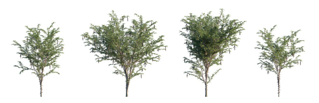 honey locust or gleditsia triacanthos (thorny locust, honey shuck, sweet bean tree) isolated PNG on a transparent background premium nature cutout