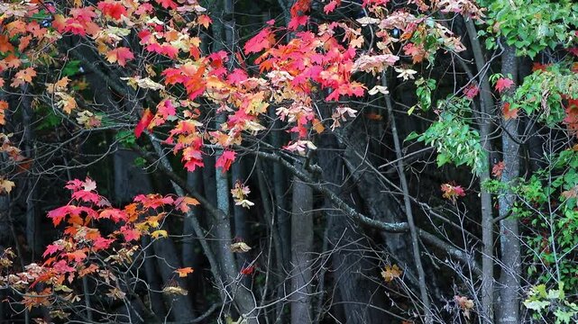 Autumn leaves blaze in fiery reds and oranges. Branches stand stark against the fading daylight. Vibrant colors contrast with lingering green foliage