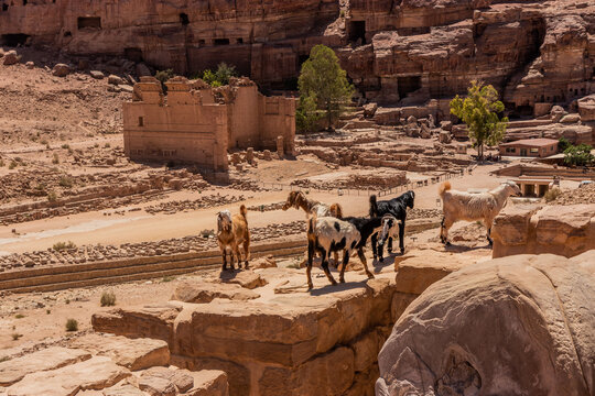 Goats above Qasr al-Bint ruins in the ancient city Petra, Jordan