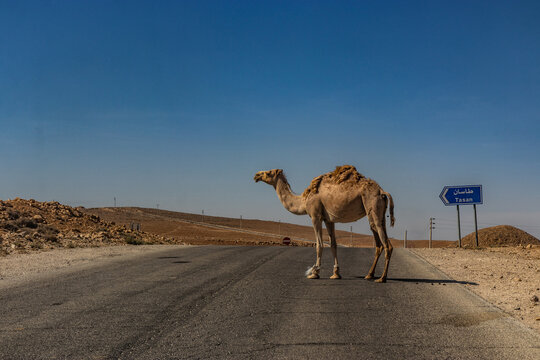 Camel near the King's Highway in Jordan