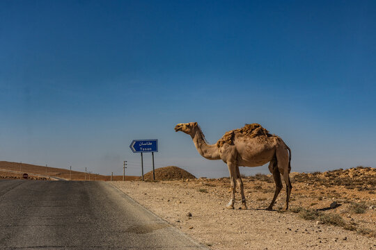 Camel near the King's Highway in Jordan