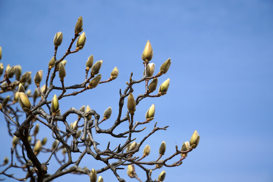 Magnolia's Peaks Set To Bloom