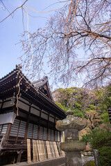 Naklejka premium 鎌倉26324 安国論寺17 枝垂れ桜