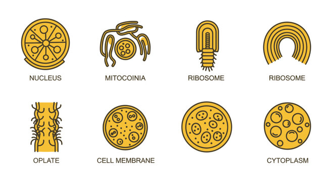 Cell Biology Icons: Nucleus, Mitochondria, Ribosome, Cytoplasm, Cell Membrane