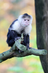 Naklejka premium portrait of Capuchin monkey (Cebus capucinus) on tree branch