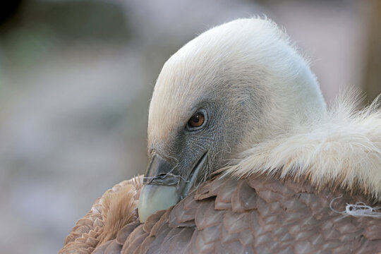Eurasian Griffon (Gyps fulvus) bird, close up portrait
