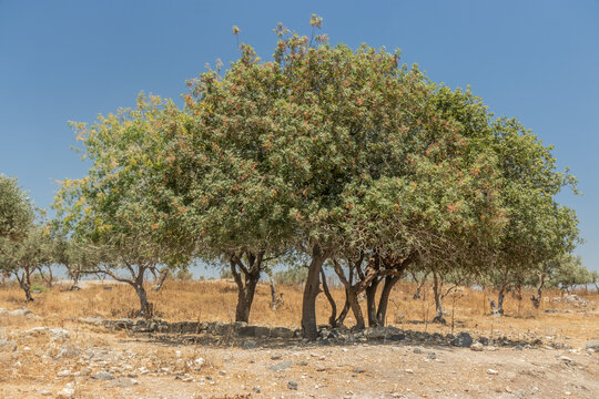 Trees at Umm Qais (Gadara) ruins, Jordan