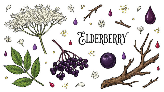 Elderberry Botanical Set with Flowers, Berries, Leaves, and Branches Hand Drawn Vector Illustration Elements for Design