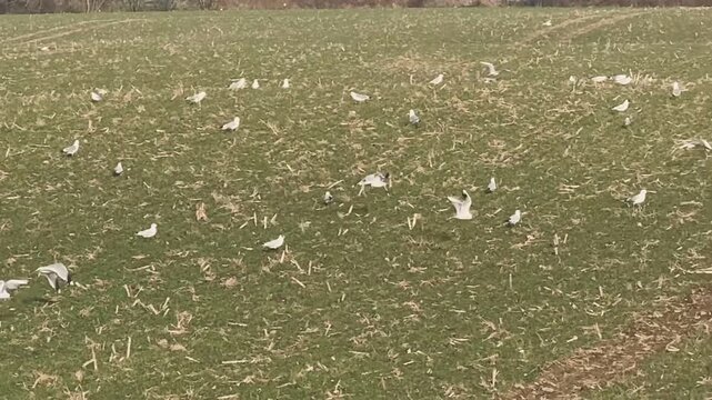 Ein gro&szlig;er Schwarm Möwen kreist über einem Feld