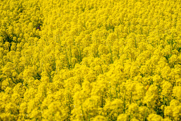 Obraz premium 一面に広がる満開の菜の花畑 黄金色の春の風景