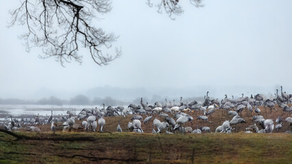 Obraz premium Moody wetland calm with migratory cranes feeding by Hornborgasjoen lake in Sweden. Misty horizon and layered terrain for local biodiversity and spring change