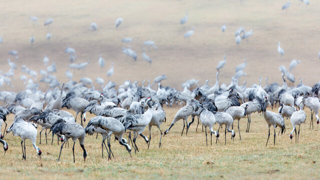 Busy morning for population of common cranes, densely grouped in open field near lake Hornborg in Sweden. For migratory bird watching. Copy space