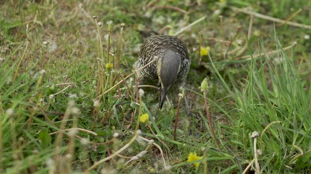 Andean Flicker bird on the grass among dandelions in nature