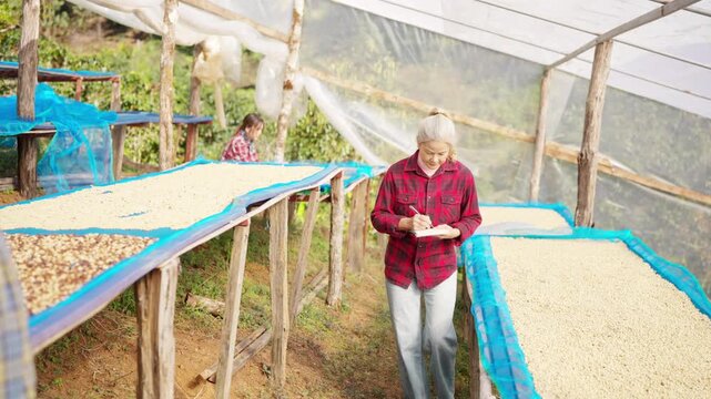 Asian woman coffee farmers inspecting coffee beans during post harvest sun drying process in farm greenhouse using digital tablet for quality control and sustainable agriculture management.