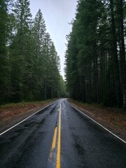 Fototapeta premium Road in an Isolated Forest - Gifford Pinchot National Forest, Washington, USA