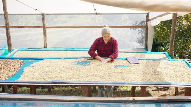 Asian woman coffee farmers inspecting coffee beans during post harvest sun drying process in farm greenhouse using digital tablet for quality control and sustainable agriculture management.