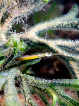 Widebody Pipefish, Stigmatopora nigra, Port Phillip Bay