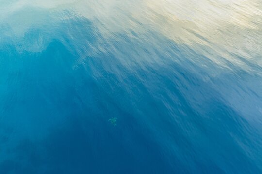 Aerial shot of a sea turtle swimming in crystal clear turquoise water at White Beach, Anda. Marine life and tropical reef in Bohol, Philippines.