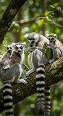 Fototapeta premium Ring-tailed lemurs on a branch - A family portrait in the wild.