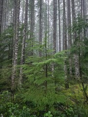Fototapeta premium Beautiful evergreen trees in isolated forest - Gifford Pinchot National Forest, Washington, USA