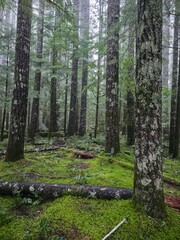 Fototapeta premium Beautiful evergreen trees in isolated forest - Gifford Pinchot National Forest, Washington, USA