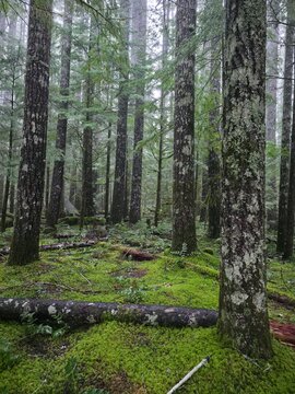 Beautiful evergreen trees in isolated forest - Gifford Pinchot National Forest, Washington, USA