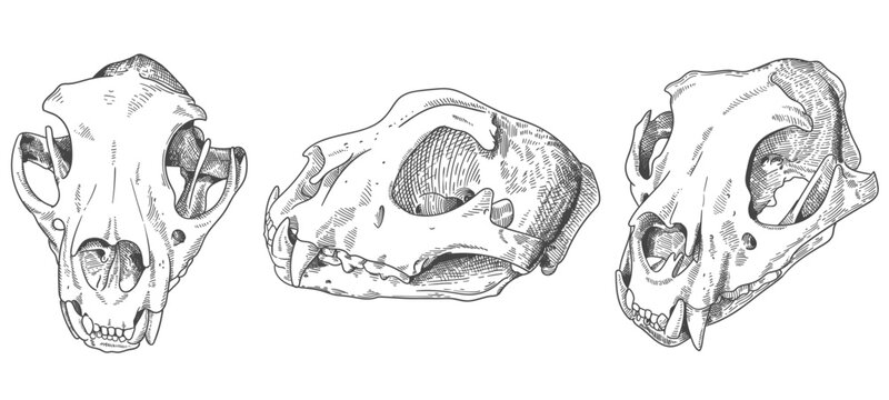 engraved snow leopard skull