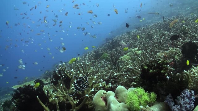 Immerse yourself within a thriving coral reef in Nusa Lembongan, Indonesia. Many colorful fish swim around the healthy corals in this underwater paradise during daylight.