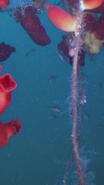 Observe the stunning red sea squirts thriving alongside schools of silver fish. This vibrant underwater world reveals its beauty in the clear, blue waters of the Sea of Japan during daylight.