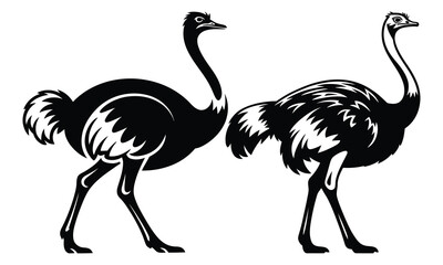 Fototapeta premium ostrich vector illustration