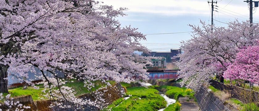 福島県猪苗代町の川沿いに咲く桜並木とローカル線：春の鮮やかな風景／Cherry blossom trees and a local train along the river in Inawashiro, Fukushima: Vivid spring landscape