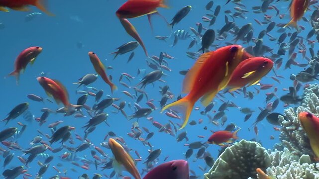 Hundreds of small, bright orange fish, alongside other colorful species, move rhythmically through pristine blue ocean. They encircle magnificent coral, presenting breathtaking marine ballet on clear.