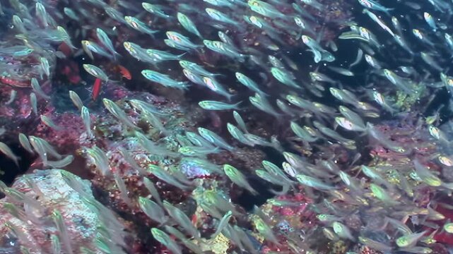 A dazzling school of countless silvery fish gracefully navigates through a stunning coral reef. Vivid pink, purple, and red corals create a dynamic backdrop as the fish shimmer in the daylight.