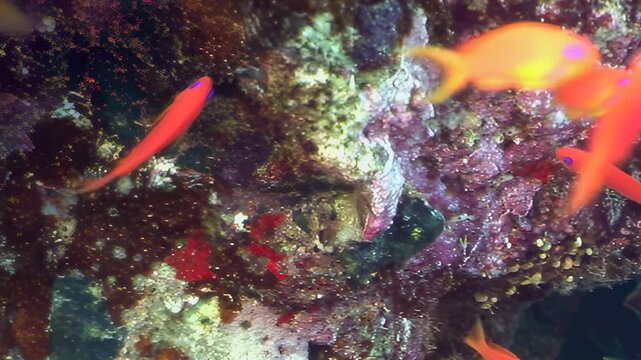 Graceful orange anthias shimmer and dart amidst the intricate structures of a flourishing tropical coral reef. Their vivid hues create a stunning spectacle in the clear blue depths.