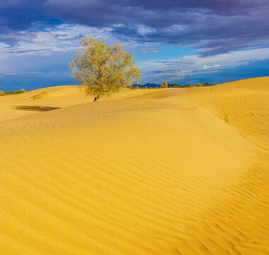 Mesquite Tree On The Golden  Algodones Sand Dunes, Imperial Sand Dunes National Recreation Area, California, USA