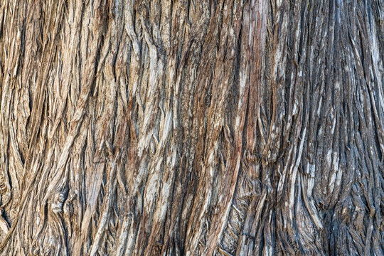 Old wood tree bark texture in the park