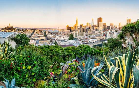 Vibrant succulents and lush garden greenery frame a breathtaking golden hour view of the iconic San Francisco skyline and Bay Bridge from Ina Coolbrith Park.