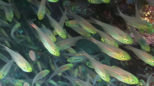 A mesmerising swarm of countless translucent fish with luminous green eyes gracefully congregates within a shadowed coral sanctuary.