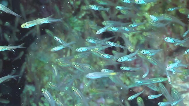 A mesmerizing school of shimmering, translucent fish gracefully glides above a vibrant coral reef. Yellow and white companions flit through the bustling aquatic world, illuminated by daytime light.