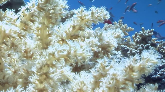 Small orange reef fish gracefully swim through a lush forest of creamy white soft coral, illuminated by bright daylight. The vibrant marine ecosystem thrives in the clear blue tropical ocean water.