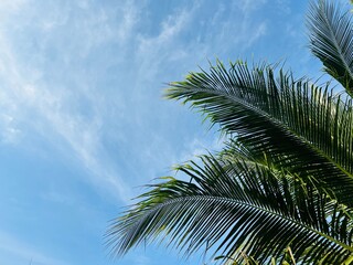 Fototapeta premium Low-angle wide perspective of multiple coconut palm leaves under a clear blue sky with a summer atmosphere.