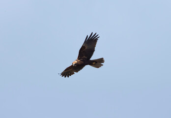 Fototapeta premium A male marsh harrier in flight.